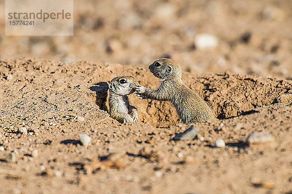 Zwei Welpen des Rundschwanz-Erdhörnchens (Xerospermophilus tereticadus) am Eingang ihres Baues; Casa Grande  Arizona  Vereinigte Staaten von Amerika