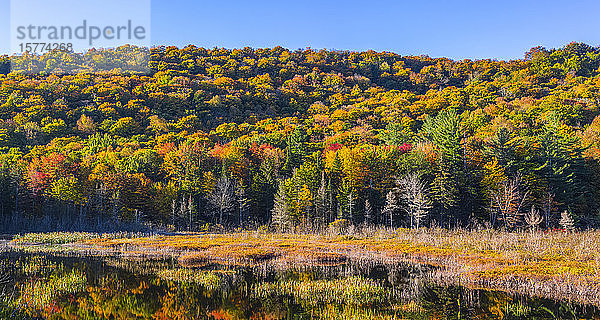 Herbstwald und Berge mit leuchtenden Farben; Quebec  Kanada
