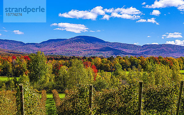 Herbstfarbener Wald und Berge in leuchtenden Farben  Weinberg im Vordergrund; Quebec  Kanada