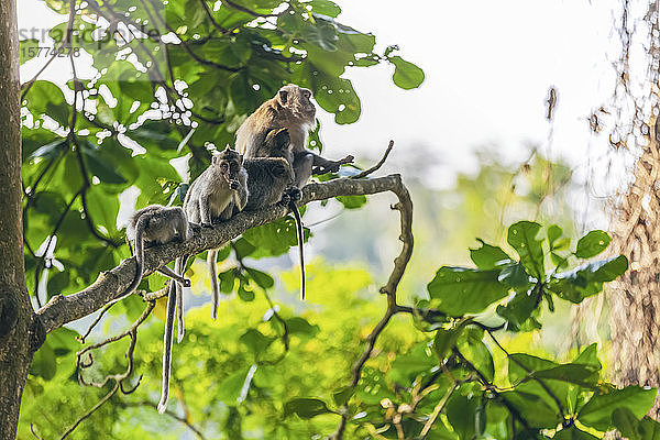 Balinesische Langschwanzmeerkatzen (Macaca fascicularis)  Ubud Monkey Forest; Bali  Indonesien