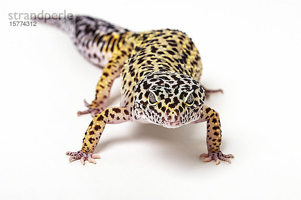 Gewöhnlicher Leopardgecko (Eublepharis macularius) auf weißem Hintergrund; Studio