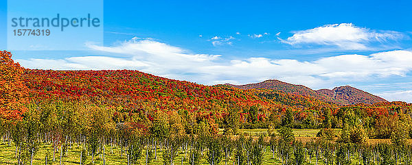 Kräftig gefärbtes Herbstlaub in den Wäldern  die sich über die Hügel erstrecken  mit einer Baumfarm auf dem Feld darunter; Region Lac Labelle  Quebec  Kanada