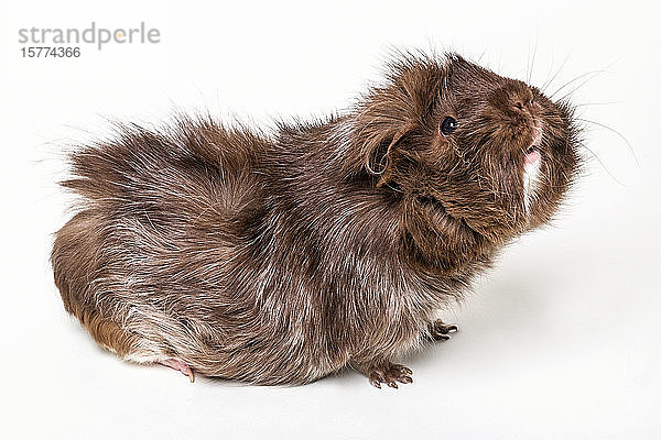 Abysinnisches Meerschweinchen (Cavia porcellus) auf weißem Hintergrund; Studio