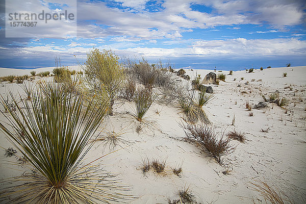 Wüstenpflanzen im White Sands National Monument; Alamogordo  New Mexico  Vereinigte Staaten von Amerika