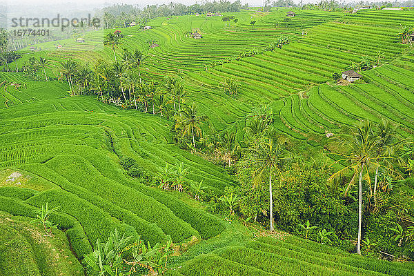Drohnenansicht der Reisterrassen auf Bali  Jatiluwih Reisterrasse; Tabanan  Bali  Indonesien