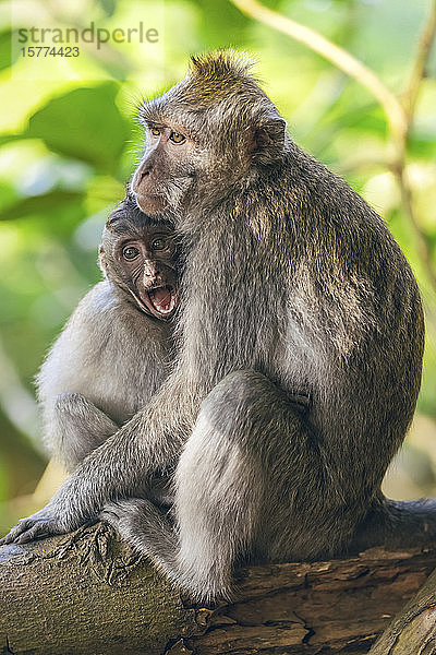 Balinesische Langschwanzmeerkatzen (Macaca fascicularis)  Ubud Monkey Forest; Bali  Indonesien