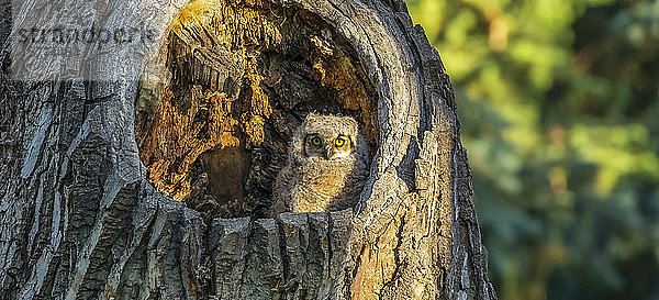 Steinkauzküken (Bubo virginianus)  das im Loch eines Baumstamms sitzt; Fort Collins  Colorado  Vereinigte Staaten von Amerika