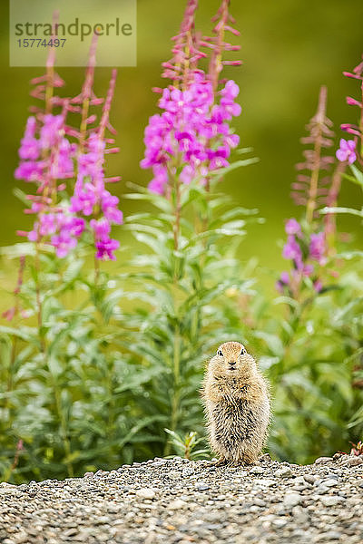 Ein arktisches Erdhörnchen (Urocitellus parryii) schaut im Spätsommer beim Fressen in die Kamera. Feuerkraut (Chamaenerion angustifolium) blüht in der Gegend um den Hatcher Pass in der Nähe von Palmer  Süd-Zentral-Alaska; Alaska  Vereinigte Staaten von Amerika