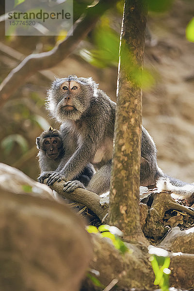 Balinesische Langschwanzmeerkatzen (Macaca fascicularis)  Ubud Monkey Forest; Bali  Indonesien