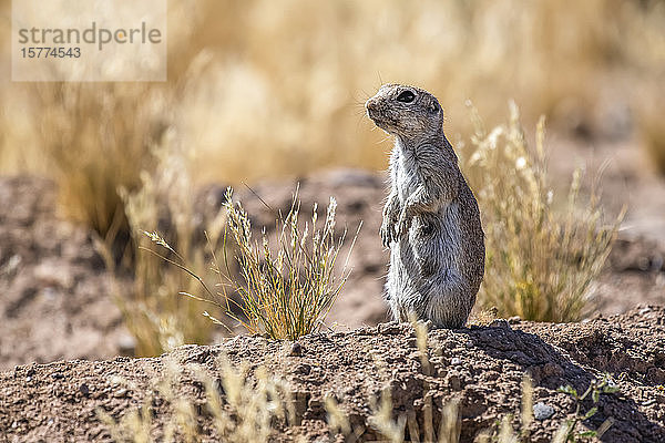 Rundschwanz-Erdhörnchen (Xerospermophilus tereticadus)  stehend am Eingang seines Baues; Casa Grande  Arizona  Vereinigte Staaten von Amerika