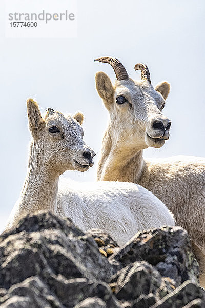 Dallschafschafschaf und Lamm (Ovis dalli) in den Chugach Mountains südlich von Anchorage  Süd-Zentral-Alaska. Die Schafe blicken auf die Meeresgewässer des Turnagain Arm; Alaska  Vereinigte Staaten von Amerika