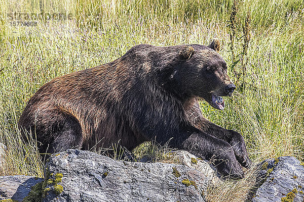 Männlicher Braunbär (Ursus arctos) ruht sich auf einem Hügel aus  Tier in Gefangenschaft  Alaska Wildlife Conservation Centre in Süd-Zentral-Alaska. Südlich von Anchorage; Portage  Alaska  Vereinigte Staaten von Amerika