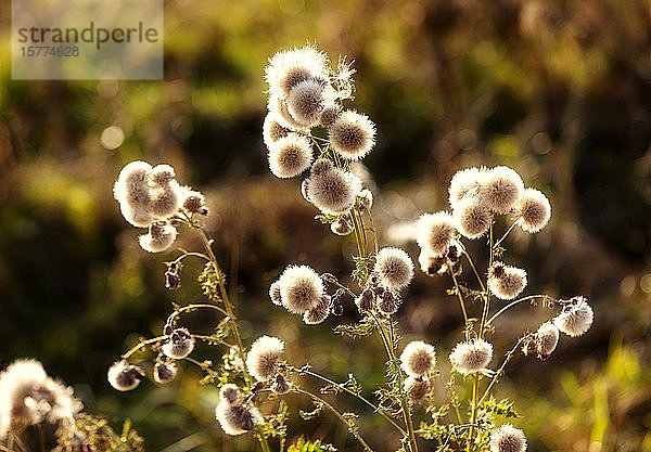 Eine von hinten beleuchtete Kanadadistel (Cirsium arvense) in einem Feld im Spätherbst; Leduc County  Alberta  Kanada