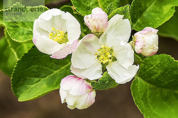 Nahaufnahme von Apfelblüten an einem Baum; Calgary  Alberta  Kanada