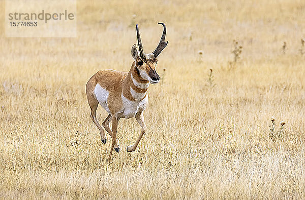 Gabelbock (Antilocapra americana); Cheyenne  Wyoming  Vereinigte Staaten von Amerika