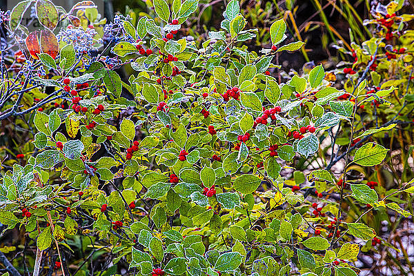 Rote Herbstbeeren mit Frost; Quebec  Kanada