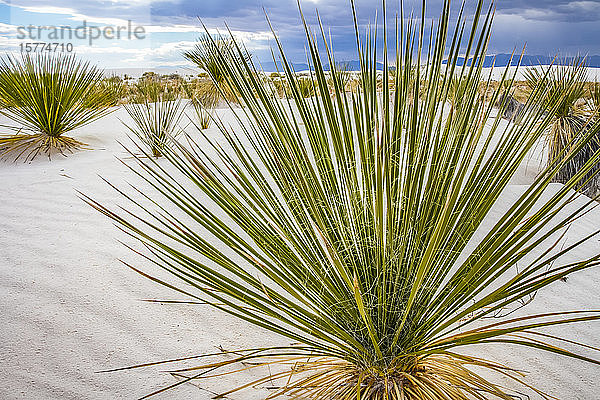 Soaptree Yucca (Yucca elata)  White Sands National Monument; Alamogordo  New Mexico  Vereinigte Staaten von Amerika