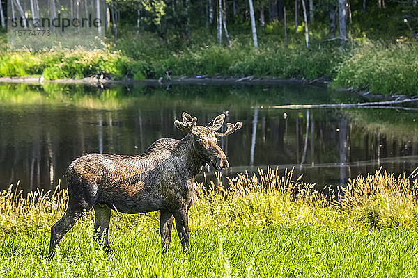 Ein junger Elchbulle (Alces alces) frisst in der Nähe eines kleinen Teichs in der Nähe des Kincaid Park in West Anchorage  Alaska. Das Geweih ist zu dieser Jahreszeit noch samtig ; Anchorage  Alaska  Vereinigte Staaten von Amerika