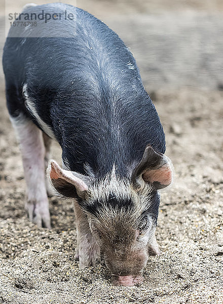 Schwein auf einem Bauernhof beim Fressen auf dem Boden; Armstrong  British Columbia  Kanada