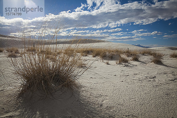 Kleines Blausterngras (Schizachyrium scoparium)  White Sands National Monument; Alamogordo  New Mexico  Vereinigte Staaten von Amerika