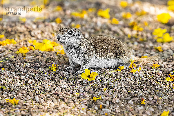 Rundschwanz-Eichhörnchen (Xerospermophilus tereticadus) auf dem Boden inmitten von abgefallenen gelben Blüten eines Palo-Verde-Baums; Casa Grande  Arizona  Vereinigte Staaten von Amerika