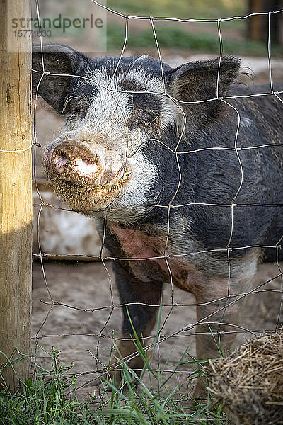 Schwein auf einer Farm  das durch einen Drahtzaun in die Kamera blickt; Armstrong  British Columbia  Kanada