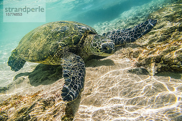 Eine vom Aussterben bedrohte Grüne Meeresschildkröte (Chelonia mydas) schwimmt in Maui unter Wasser auf dem Sandboden auf Nahrungssuche. Meeresschildkröten faszinieren Schnorchler  Taucher und Touristen  die nach Hawaii kommen  um diese Meeresbewohner zu beobachten; Paia  Maui  Hawaii  Vereinigte Staaten von Amerika