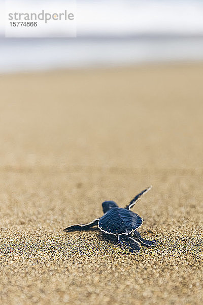 Baby-Schildkröte am Pantai Pandan Sari  auf dem Sand krabbelnd; Ost-Java  Java  Indonesien