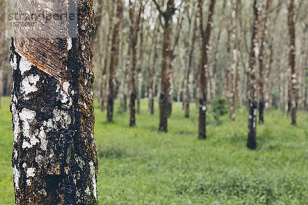 Gummibaum (Hevea brasiliensis) Wald von Licin; Ost-Java  Java  Indonesien