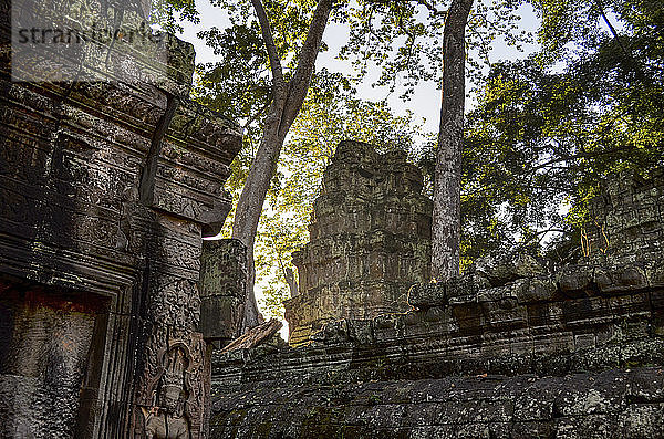 Ankor Wat  ein historischer Khmer-Tempel aus dem 12. Jahrhundert und UNESCO-Weltkulturerbe. Bögen und gemeißelter Stein mit großen Wurzeln  die sich über das Mauerwerk ausbreiten.