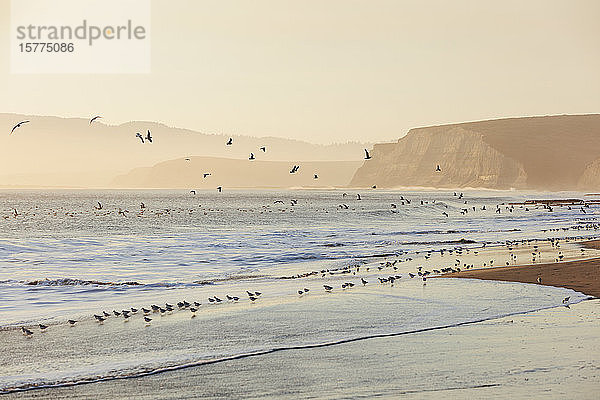 Strandläufer und Möwen fliegen über die Brandung Drakes Beach  Point Reyes National Seashore  Kalifornien