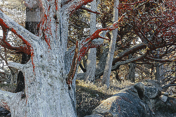 Zypressen und Trentephilia-Algen  Allan Memorial Grove  Point Lobos State Reserve  Kalifornien