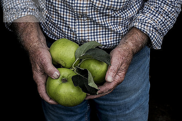 Nahaufnahme eines Mannes  der drei große grüne Bramley Äpfel hält.