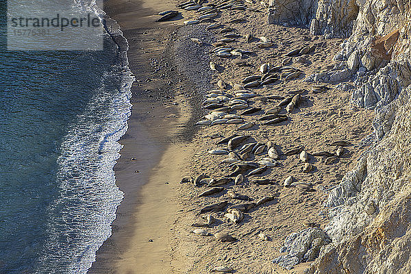 Blick von oben auf Seelöwen  die sich am schmalen Strand an den steilen Klippen sonnen.