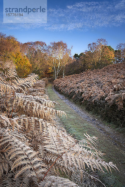 Herbstsonne und Raureif auf Bäumen und Wald bei Birch Hagg Wodd in Farndale  The North Yorkshire Moors  Yorkshire  England  Vereinigtes Königreich  Europa