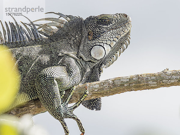Ein ausgewachsener Grüner Leguan (Iguana iguana)  der sich am Yanayacu-Fluss in der Sonne sonnt  Amazonasbecken  Loreto  Peru  Südamerika