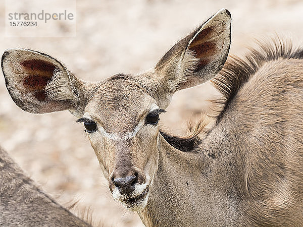 Weiblicher Großer Kudu (Tragelaphus strepsiceros)  Chobe-Nationalpark  Botsuana  Afrika