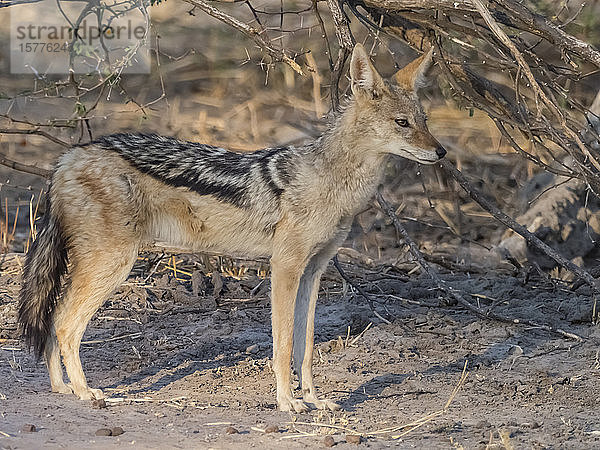 Ein erwachsener Schabrackenschakal (Canis mesomelas)  im Okavango-Delta  Botsuana  Afrika