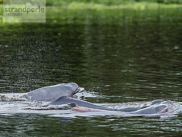Ausgewachsene rosa Amazonas-Flussdelfine (Inia geoffrensis)  Yanayacu-See  Pacaya-Samiria-Reservat  Loreto  Peru  Südamerika