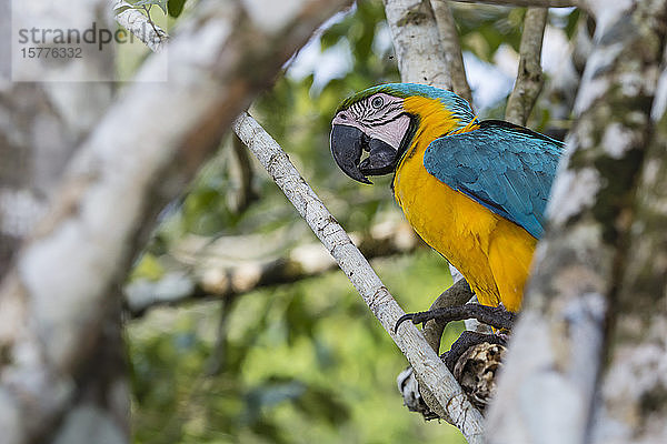 Ausgewachsener Blau-Gelb-Ara (Ara ararauna)  Amazonas-Nationalpark  Oberes Amazonasbecken  Loreto  Peru  Südamerika