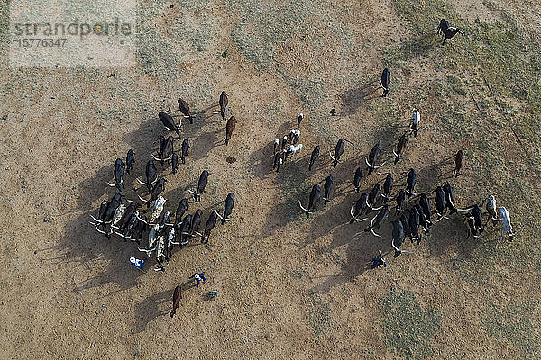 Luftaufnahme von Rindern auf dem Weg zu einem Wasserloch  Gerewol-Fest  ritueller Balzwettbewerb beim Volk der Wodaabe Fula  Niger  Westafrika  Afrika