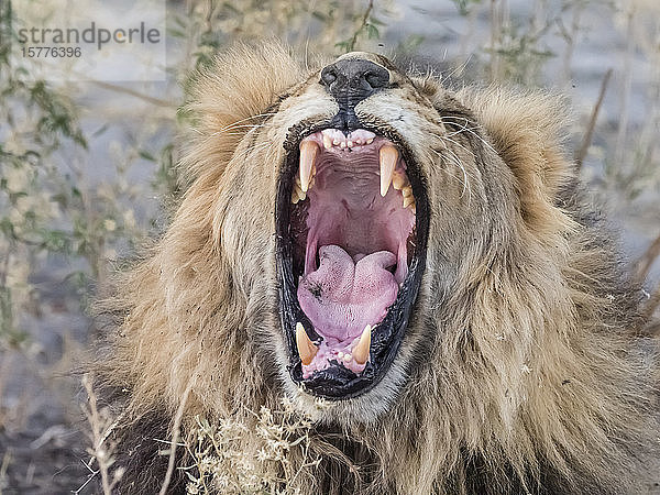 Ausgewachsener männlicher Löwe (Panthera leo)  im Okavango-Delta  Botswana  Afrika