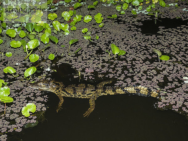 Ein junger Brillenkaiman (Caiman crocodilus) bei Nacht am Rio El Dorado  Ucayali-Fluss  Amazonasbecken  Loreto  Peru  Südamerika
