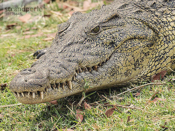 Ein ausgewachsenes Nilkrokodil (Crocodylus niloticus)  im Chobe-Nationalpark  Botsuana  Afrika