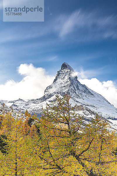 Gelbe Lärchen umrahmen das Matterhorn im Herbst  Penninische Alpen  Zermatt  Kanton Wallis  Schweizer Alpen  Schweiz  Europa