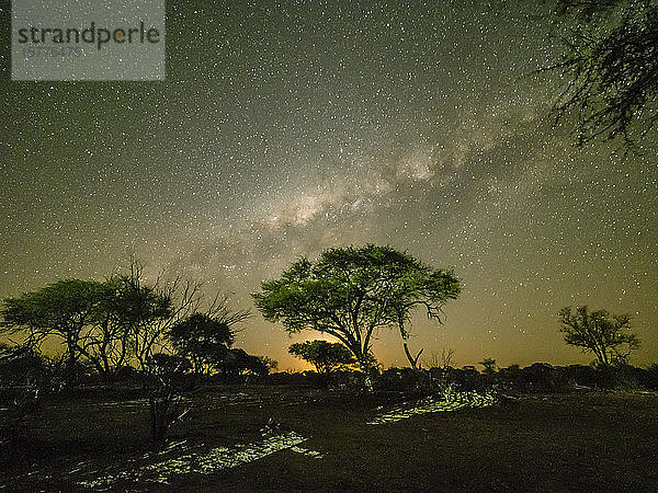 Die Milchstraße über Akazienbäumen bei Nacht im Okavango-Delta  Botswana  Afrika
