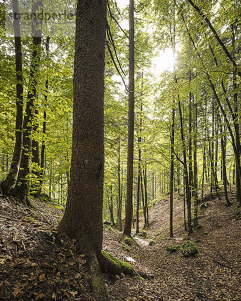 Wälder in der Nähe des Pericnik-Wasserfalls  Triglav-Nationalpark  Oberkrain  Slowenien  Europa