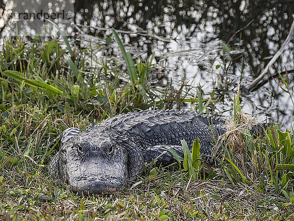 Ein wilder amerikanischer Alligator (Alligator mississippiensis)  im Shark Valley  Everglades National Park  Florida  Vereinigte Staaten von Amerika  Nordamerika