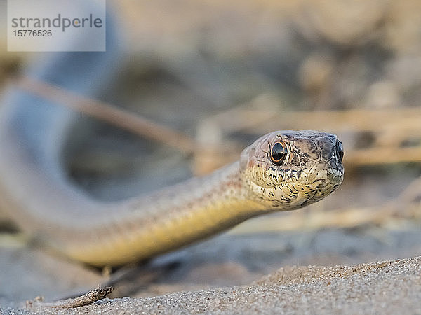 Eine ausgewachsene Olivgrasnatter (Psammophis mossambicus)  im Okavango-Delta  Botsuana  Afrika