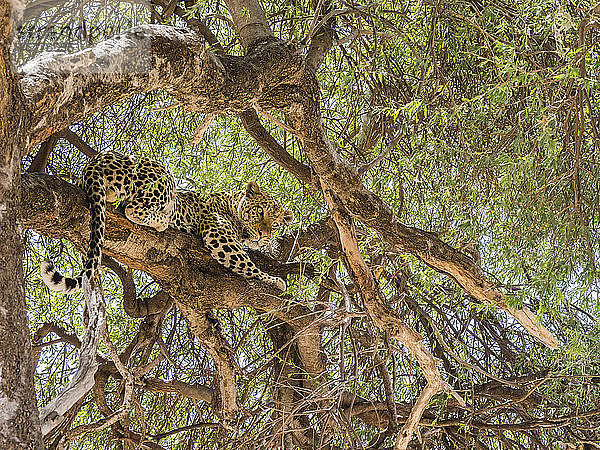 Ein erwachsener Leopard (Panthera pardus)  der sich von einem Warzenschwein ernährt  das er in einem Baum im Chobe-Nationalpark  Botsuana  Afrika  hochgezogen hat